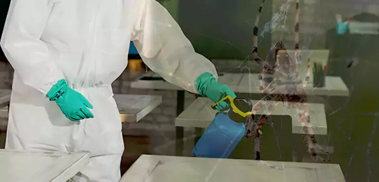 Why Buyers Still Want Homes With Pest Infestations in Honolulu, HI?